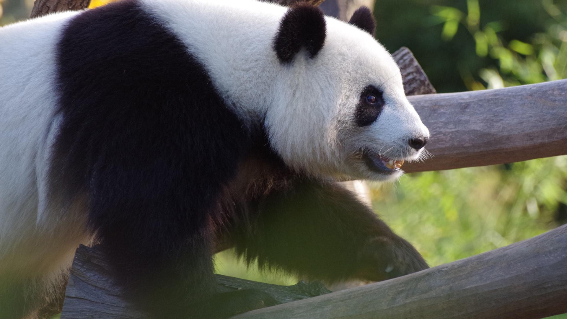 国宝大熊猫憨态可掬外表大大黑眼圈桌面壁纸
