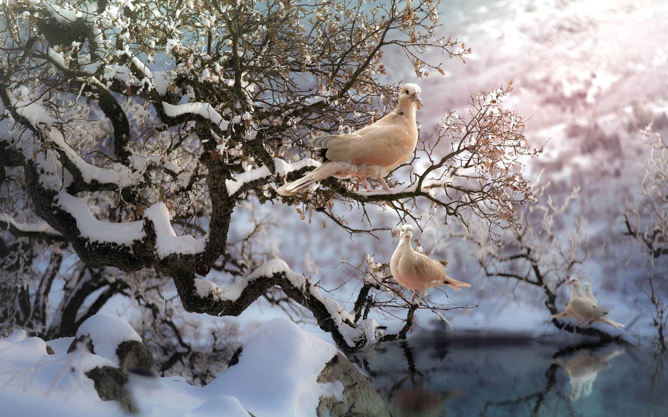 严冬白雪可爱的鸟儿们停留枝头小巧玲珑壁纸