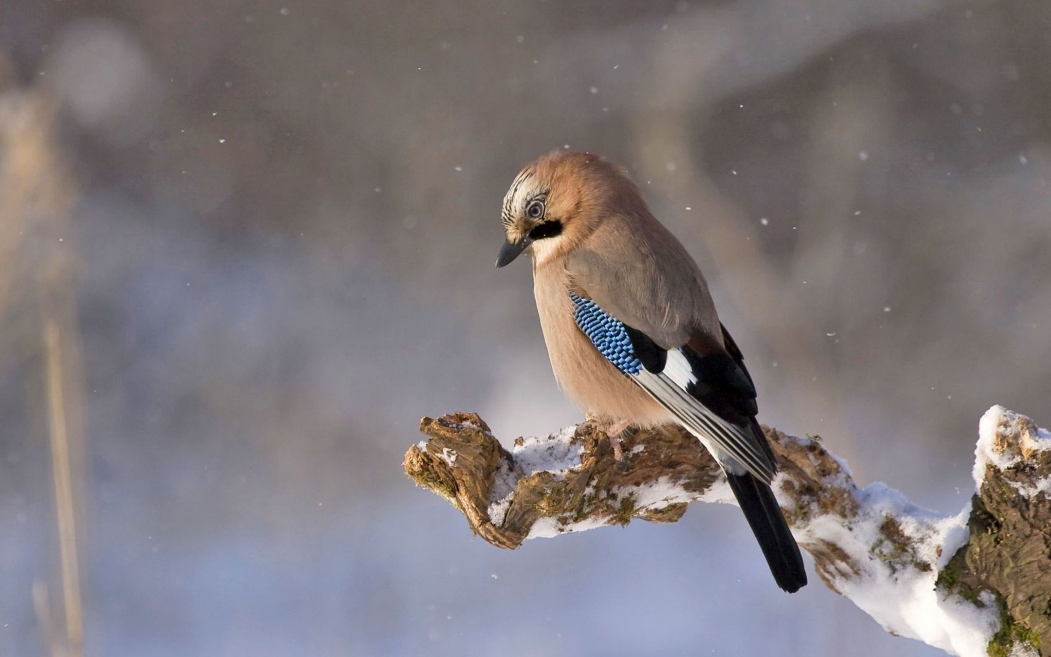 严冬白雪可爱的鸟儿们停留枝头小巧玲珑壁纸
