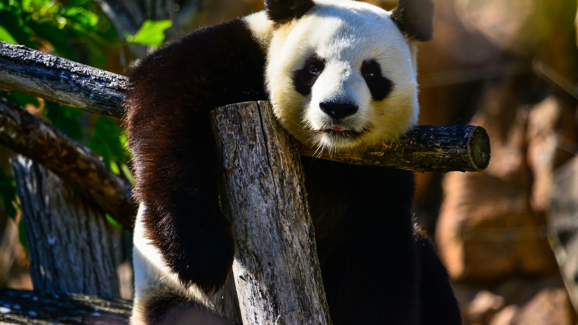 中国国宝大熊猫憨态可掬外表大大黑眼圈桌面壁纸