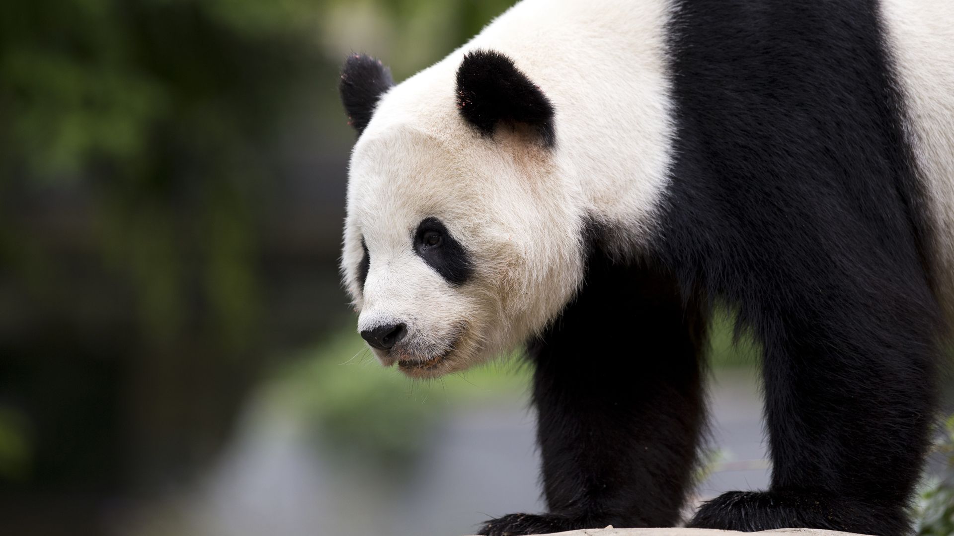 中国国宝大熊猫憨态可掬外表大大黑眼圈桌面壁纸