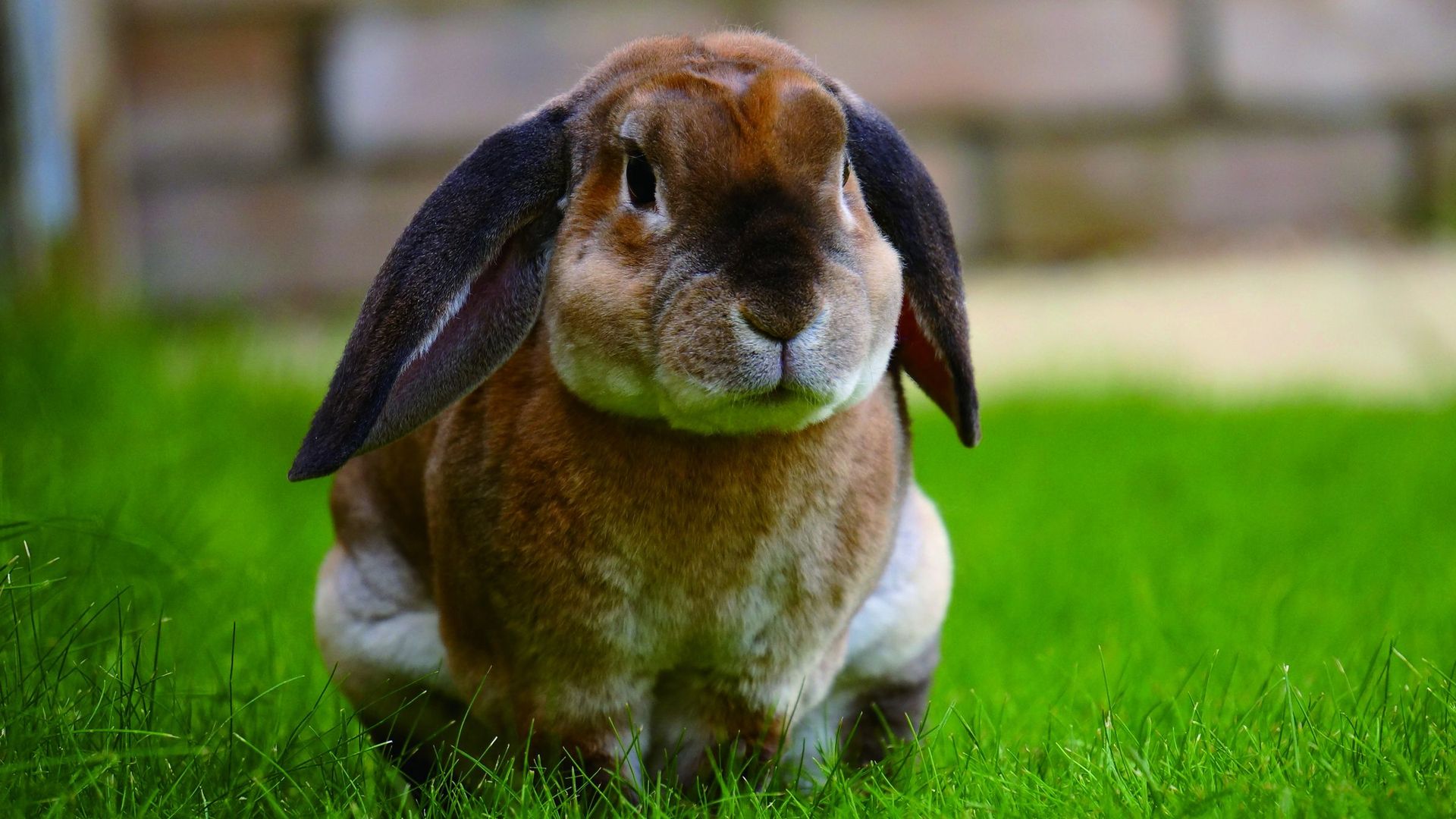 机灵可爱的小兔子全身毛茸茸的好看之极