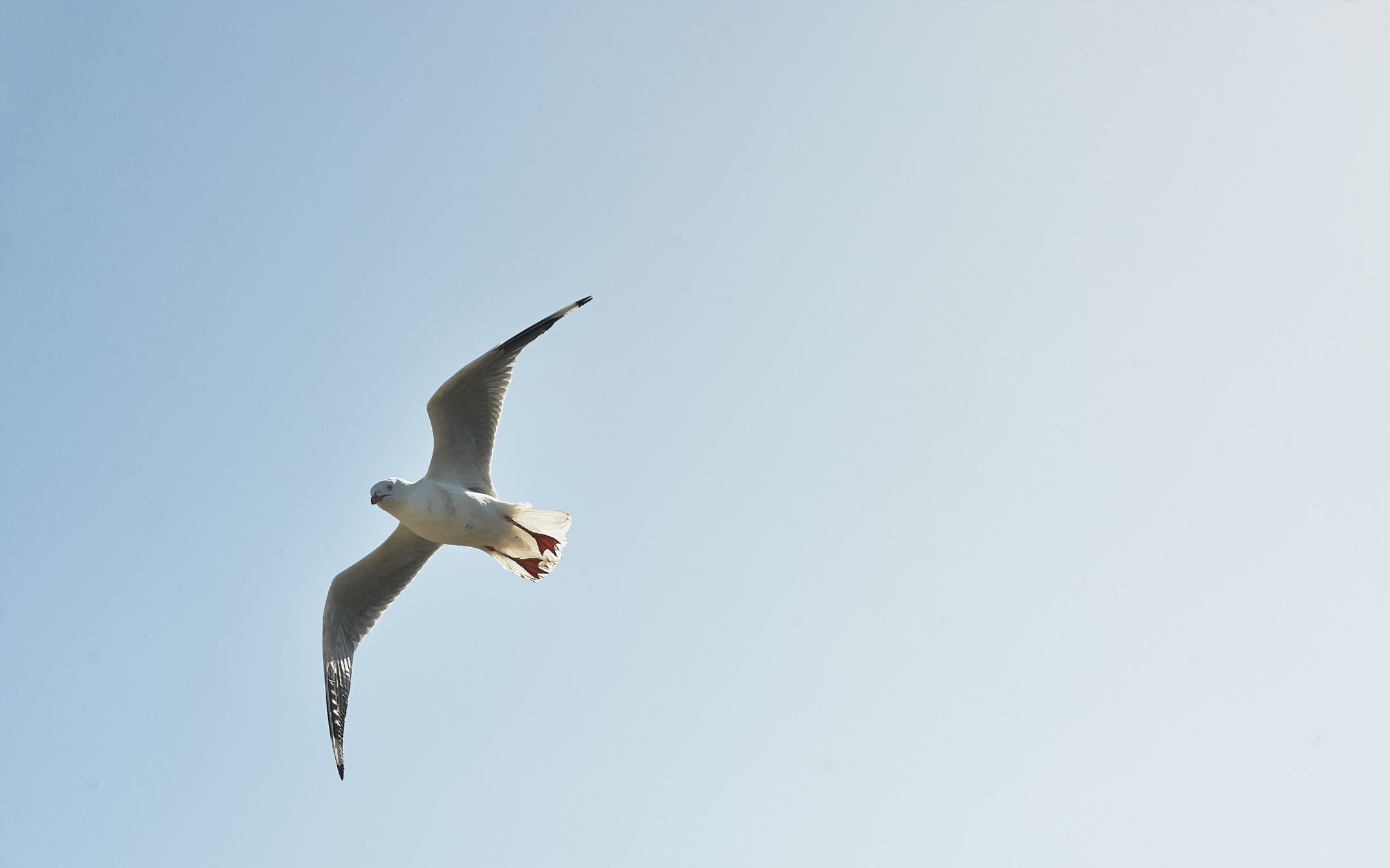 低空飞翔的海鸥群集于食物丰盛的海域觅食壁纸
