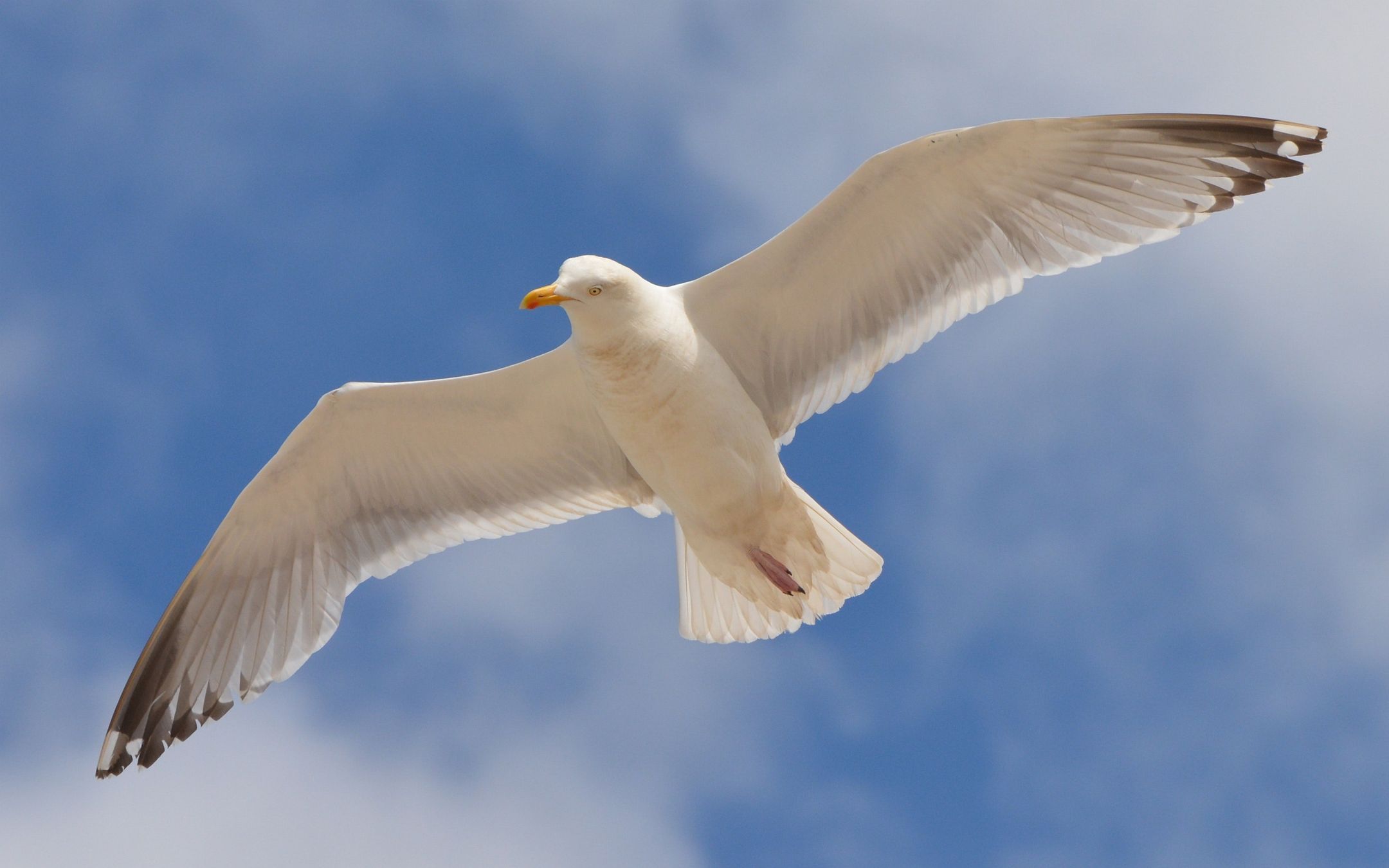 低空飞翔的海鸥群集于食物丰盛的海域觅食壁纸