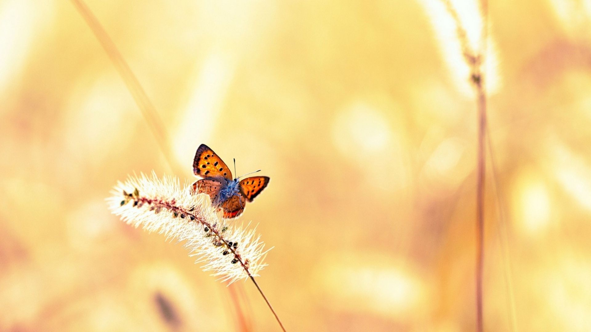 颜色各异的蝴蝶飞舞在花丛中唯美梦幻桌面壁纸