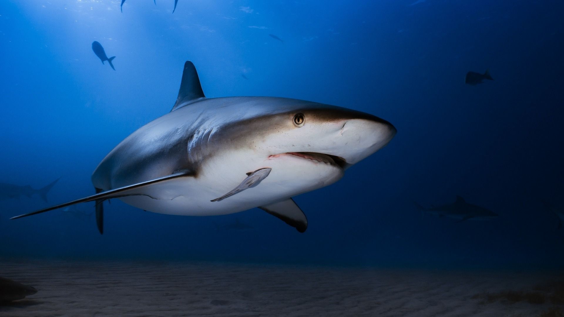 最凶猛的鱼类鲨鱼凶残模样矫健身姿桌面壁纸