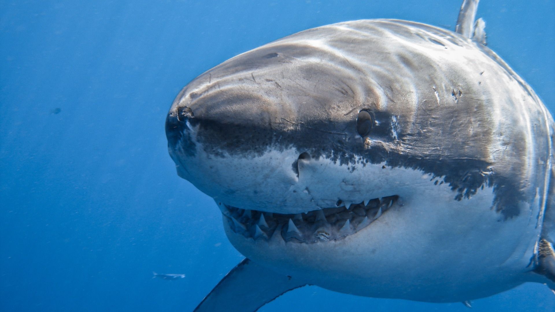 最凶猛的鱼类鲨鱼凶残模样矫健身姿桌面壁纸