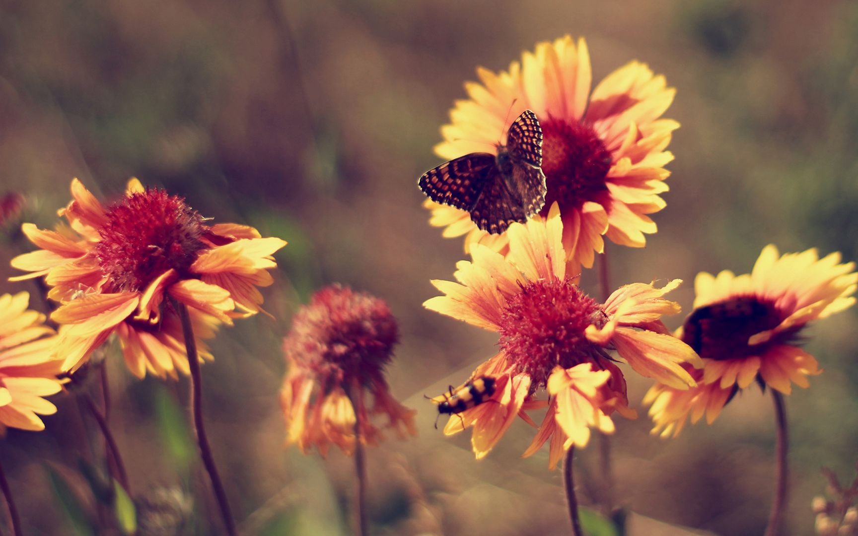 唯美的蝴蝶竖起双翅落在花上翩翩飞舞小清新壁纸