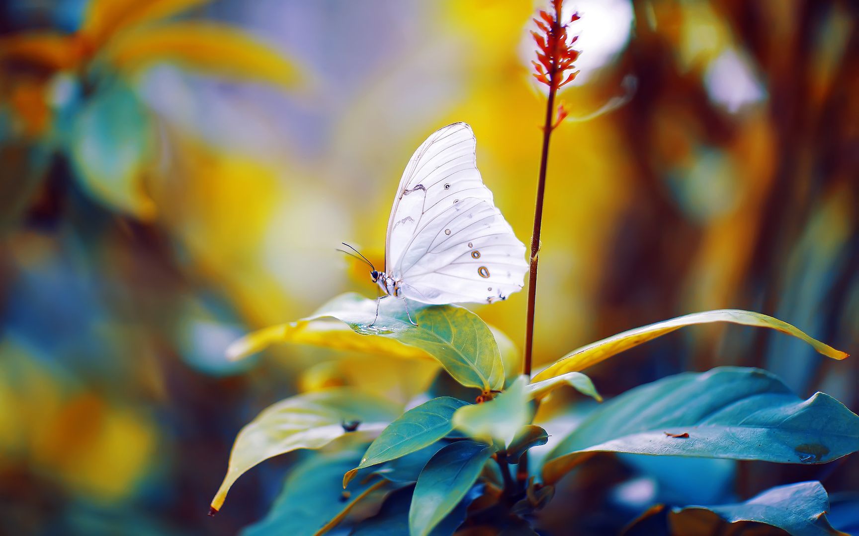 唯美的蝴蝶竖起双翅落在花上翩翩飞舞小清新壁纸