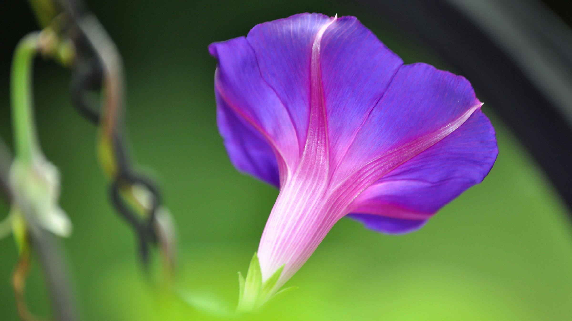 春天播种夏秋开花的紫色牵牛花