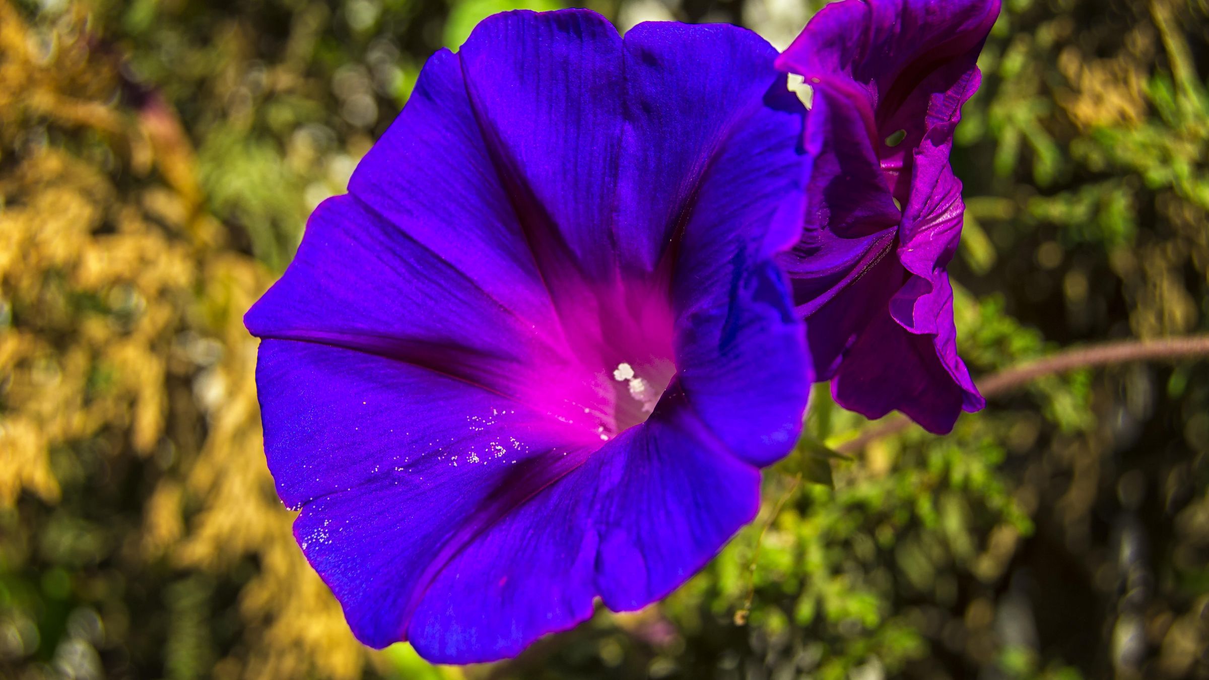 春天播种夏秋开花的紫色牵牛花