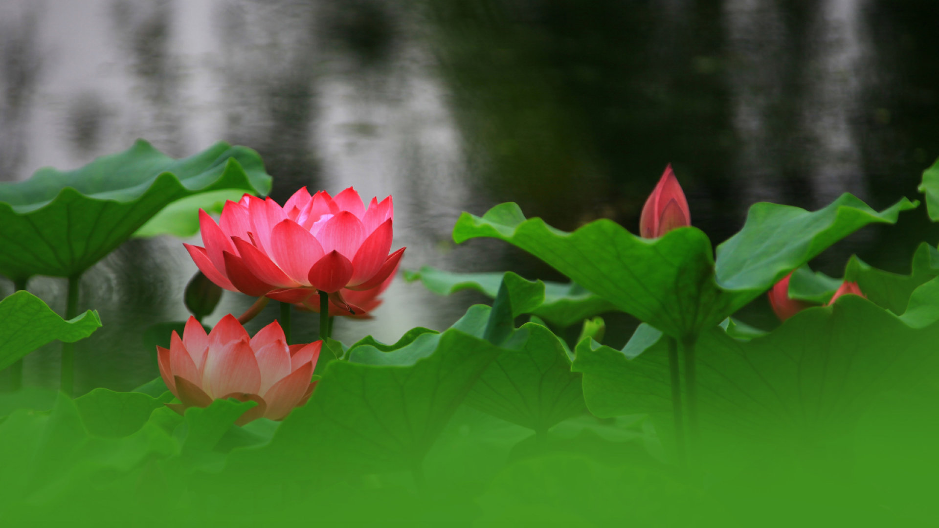 翠绿荷叶妩媚荷花或盛开或花苞娇艳欲滴高清摄影