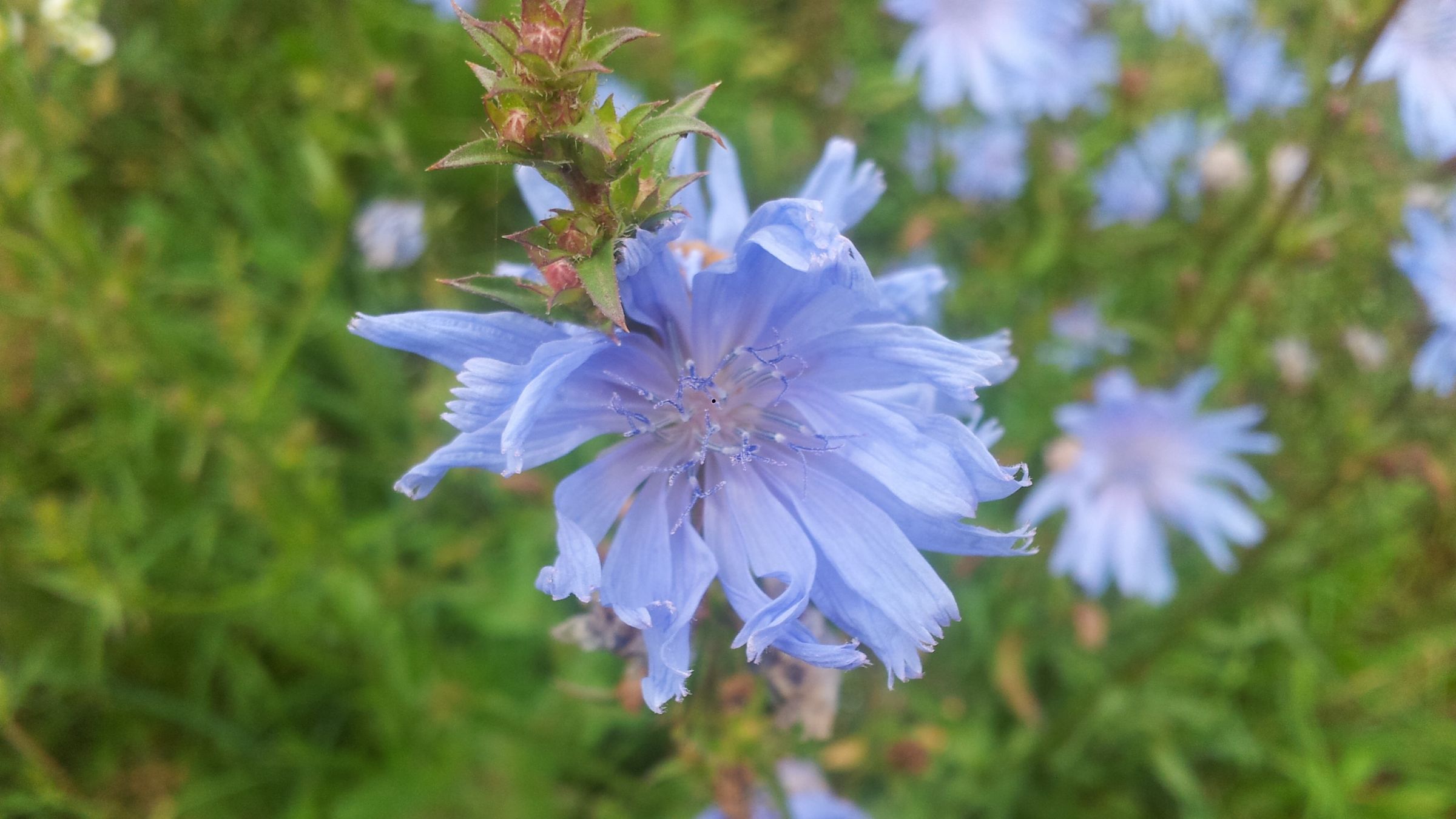 野生菊苣花冠舌状花色青蓝高清拍摄大图