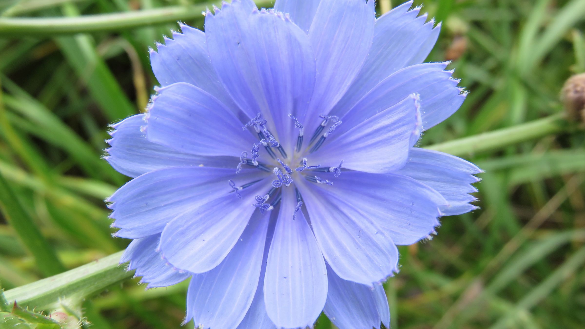 野生菊苣花冠舌状花色青蓝高清拍摄大图