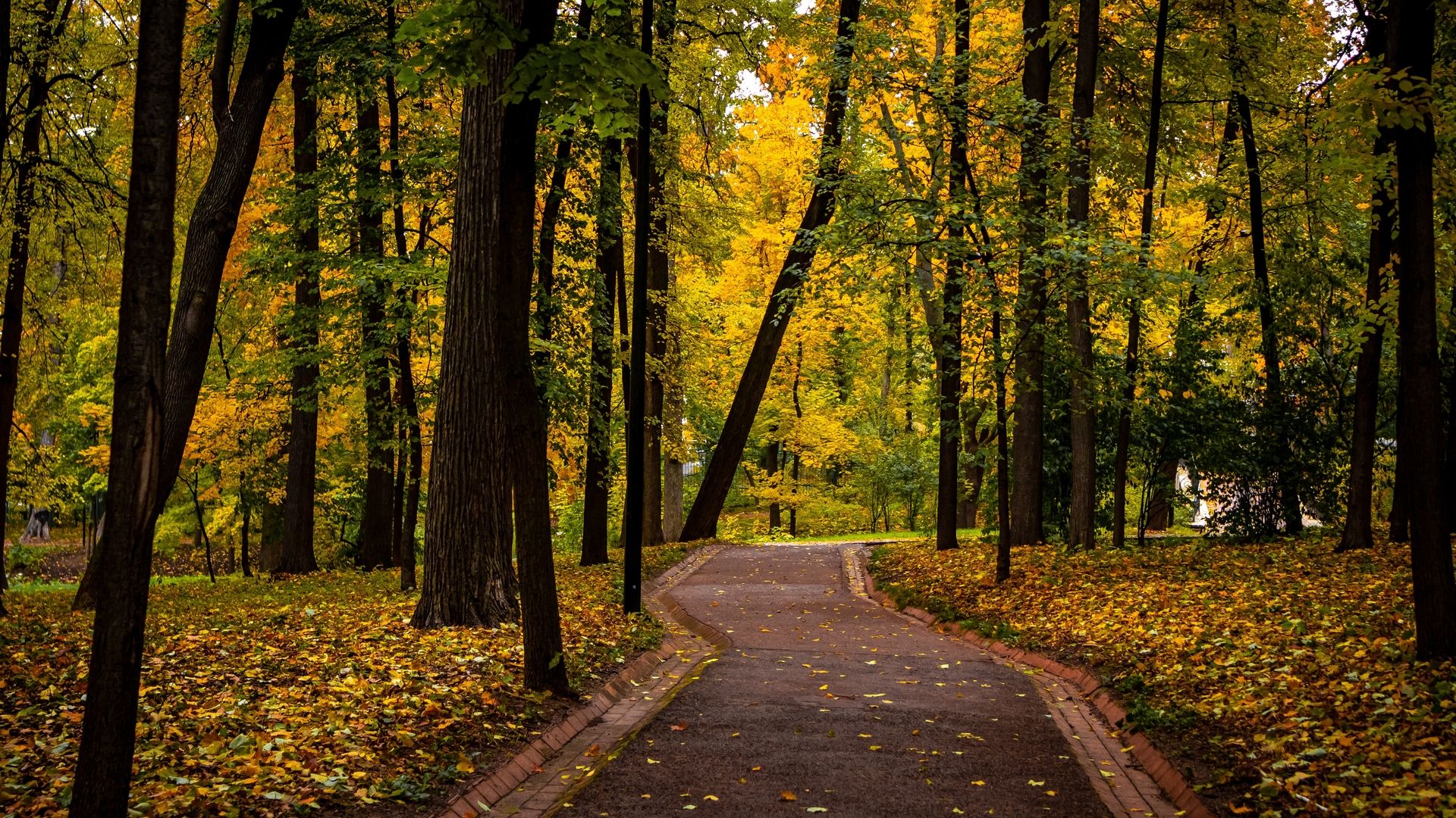 秋天的森林萧瑟凄美自然风光像不凋的花高清壁纸