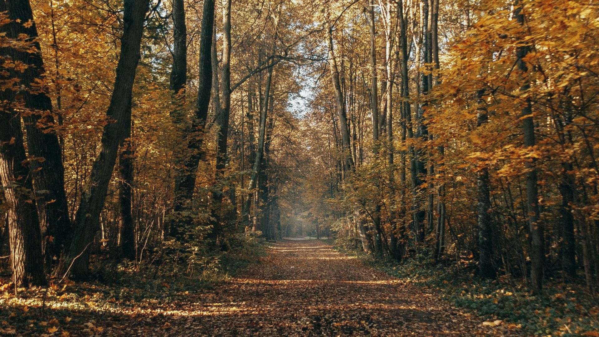 秋天的森林萧瑟凄美自然风光像不凋的花高清壁纸