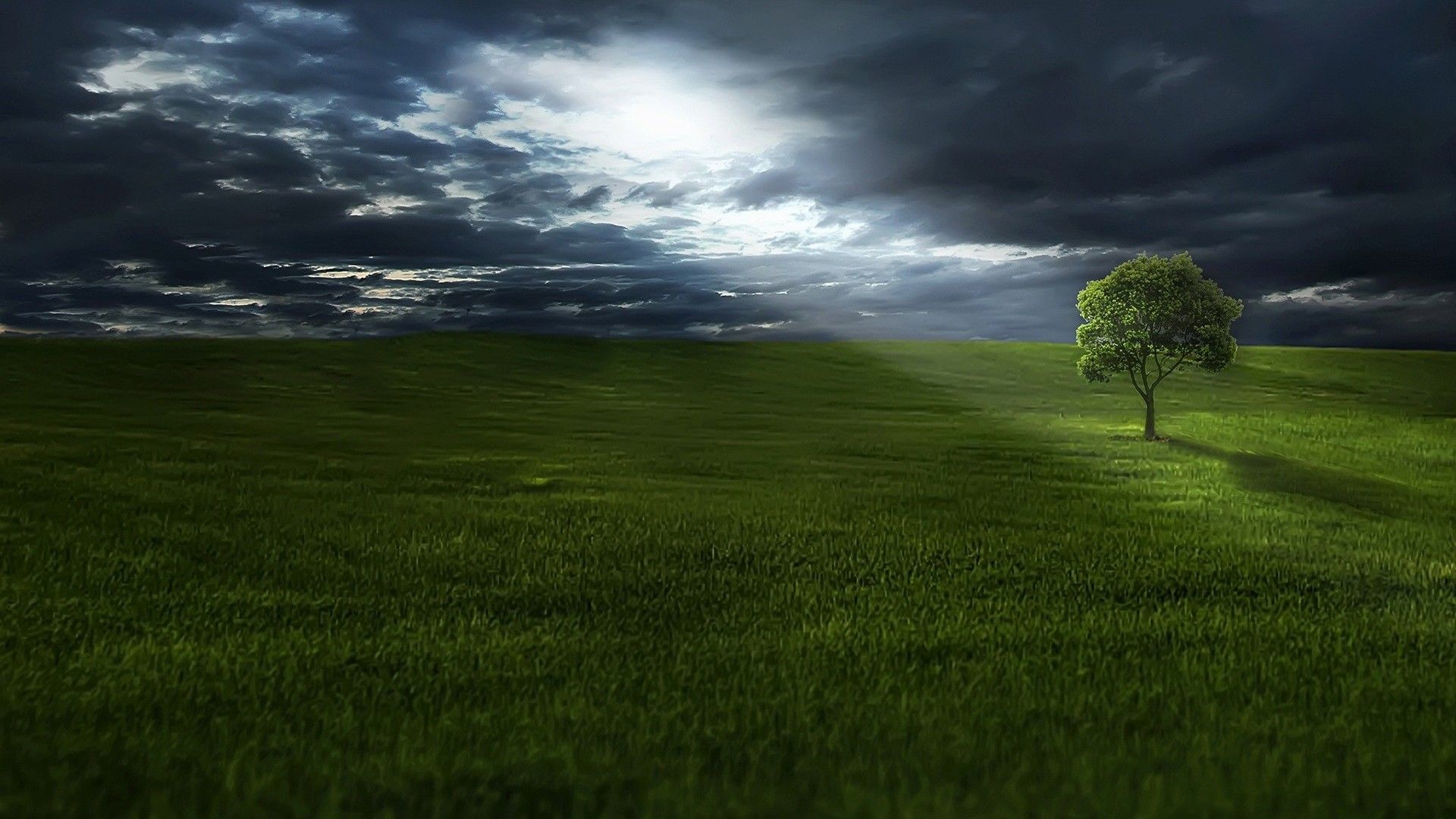 绿绿的大草原上孤独的小树空旷安静桌面大图