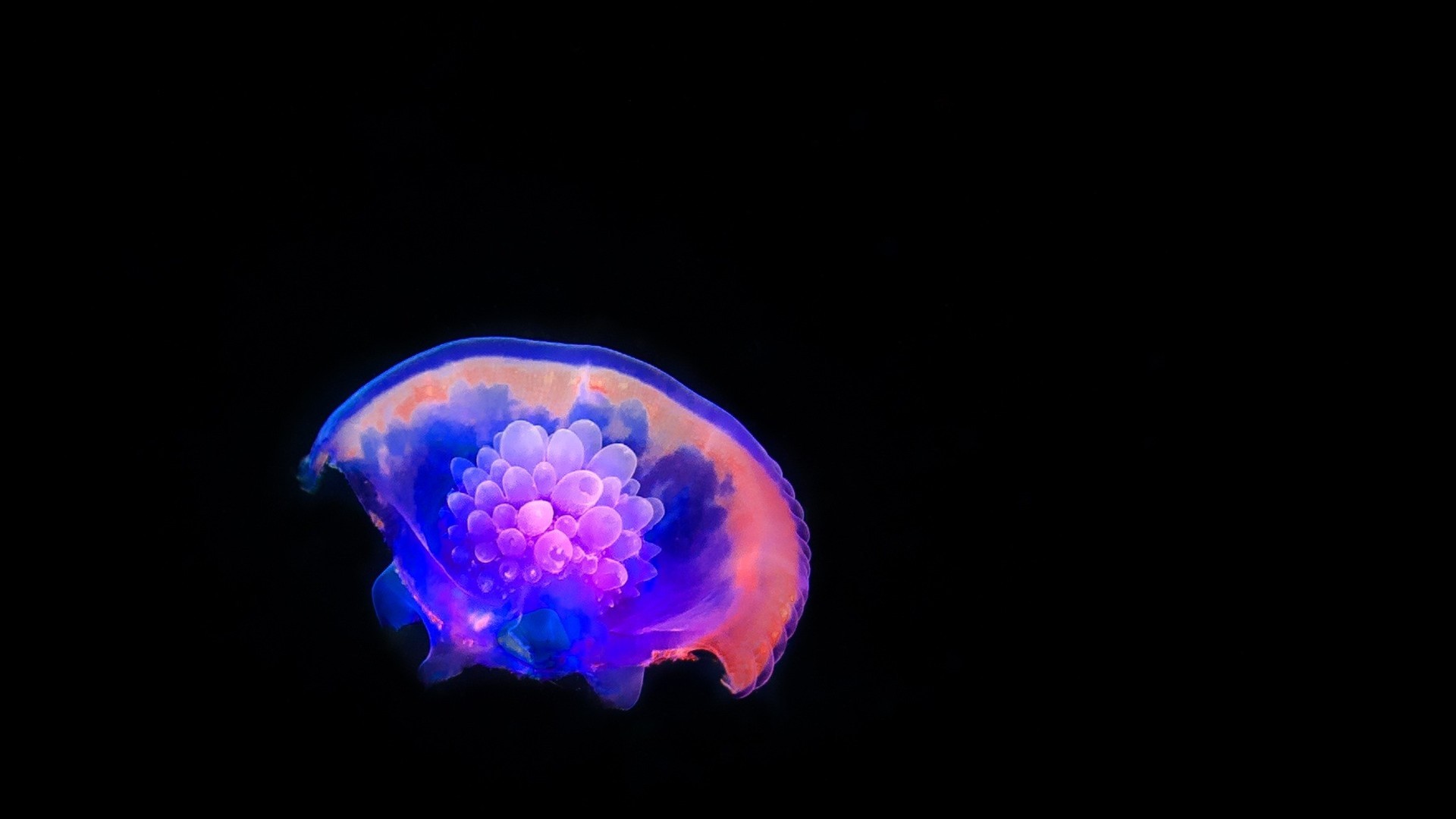 奇妙的大海浮游生物水母七彩颜色唯美壁纸
