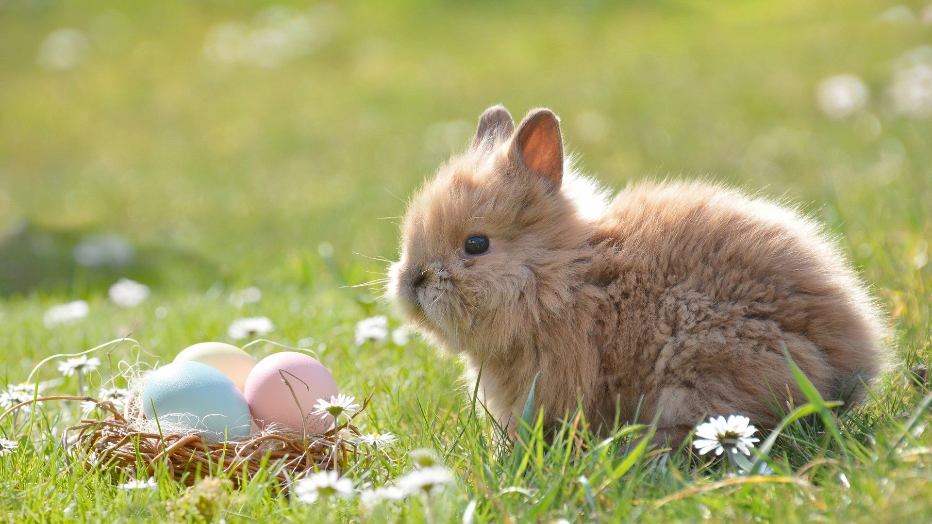 野外草丛中软萌可爱的小兔子图片壁纸