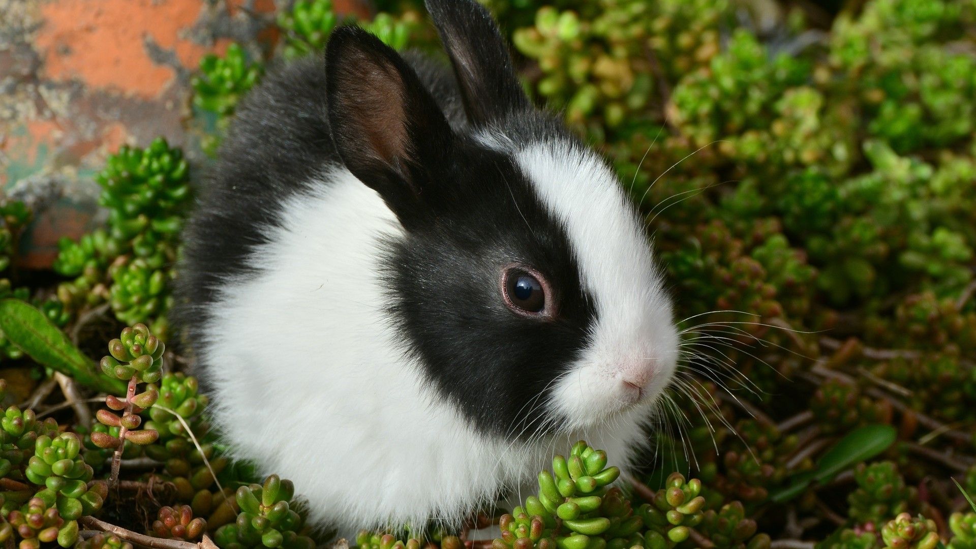 野外草丛中软萌可爱的小兔子图片壁纸