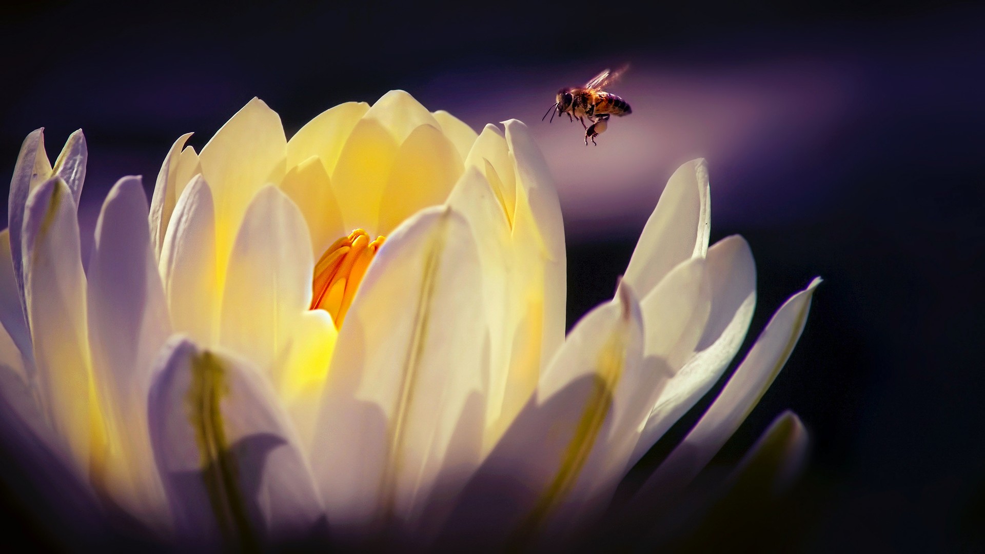 蜜蜂与花朵和谐共存