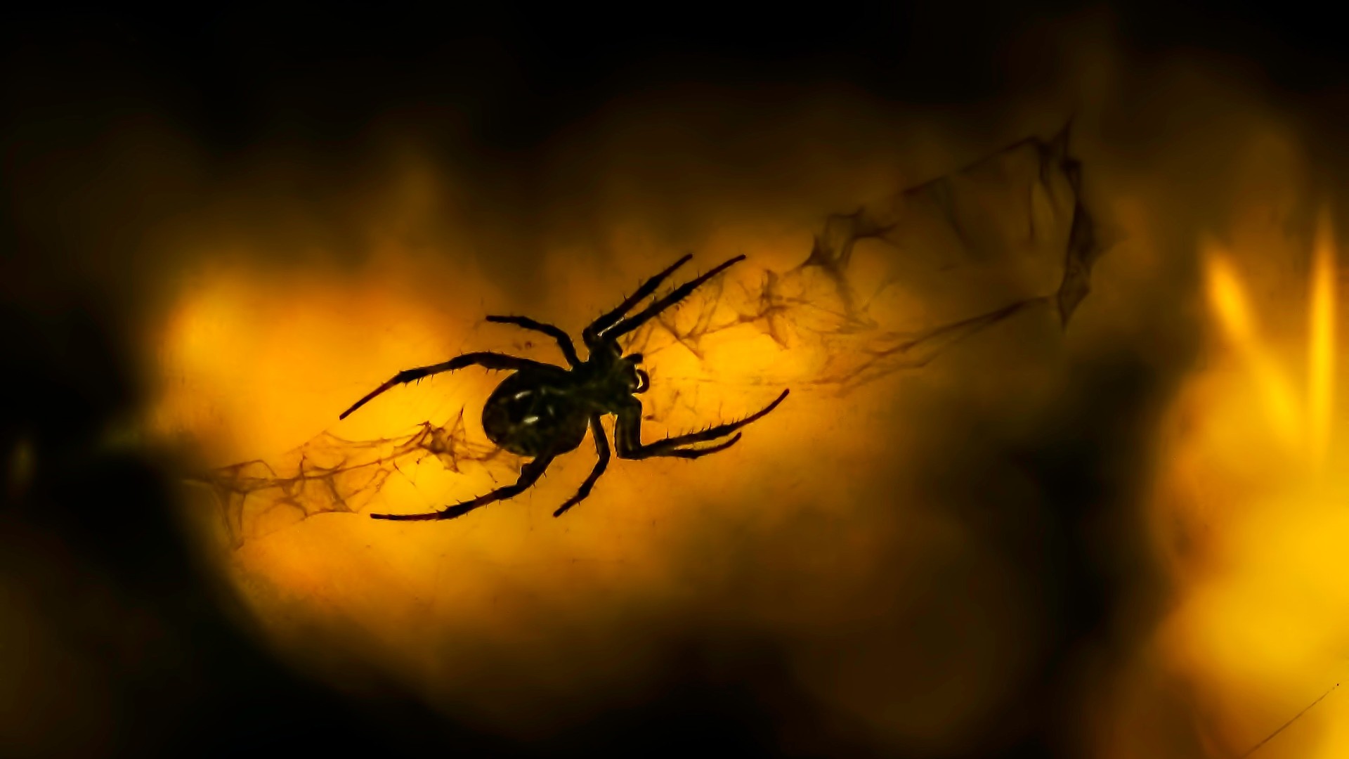 微距拍摄的蜘蛛特写镜头高清图片壁纸