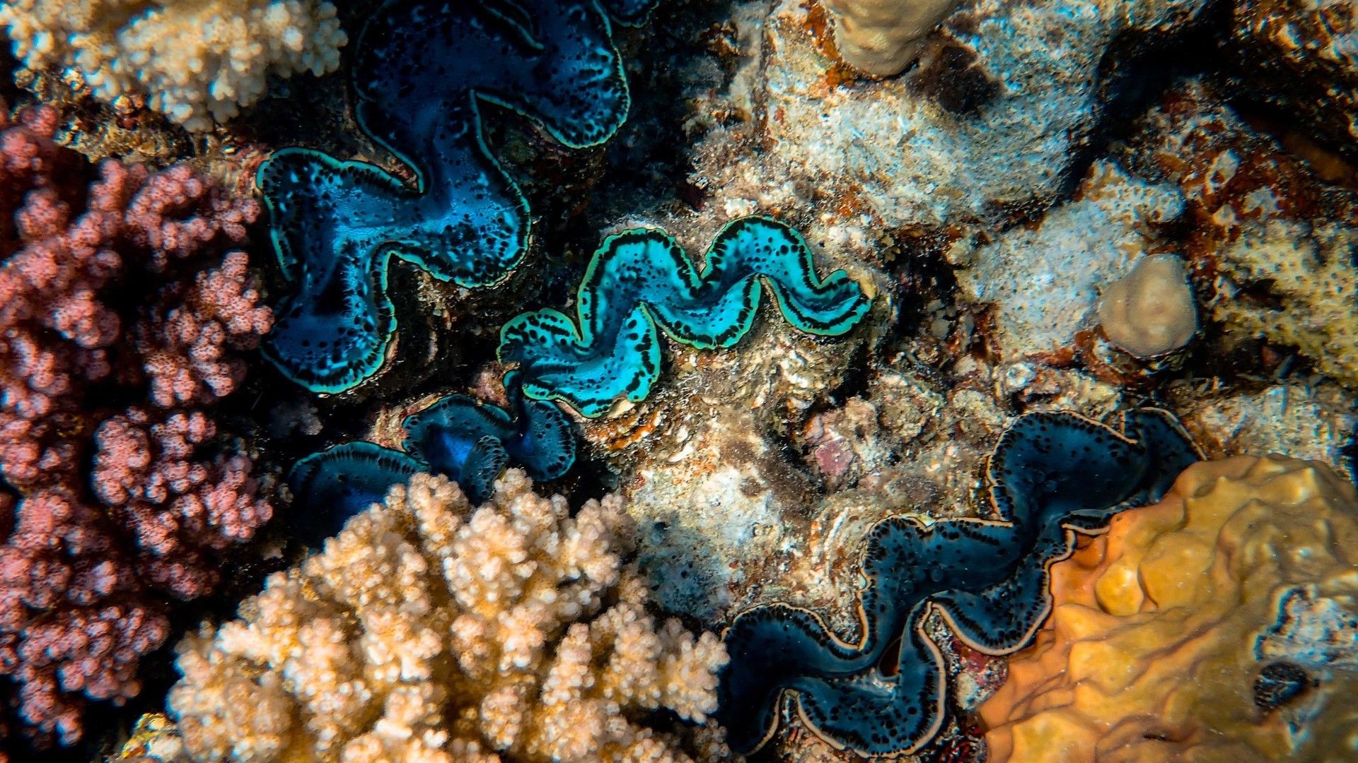 清透的海底珊瑚鱼群唯美图片桌面壁纸