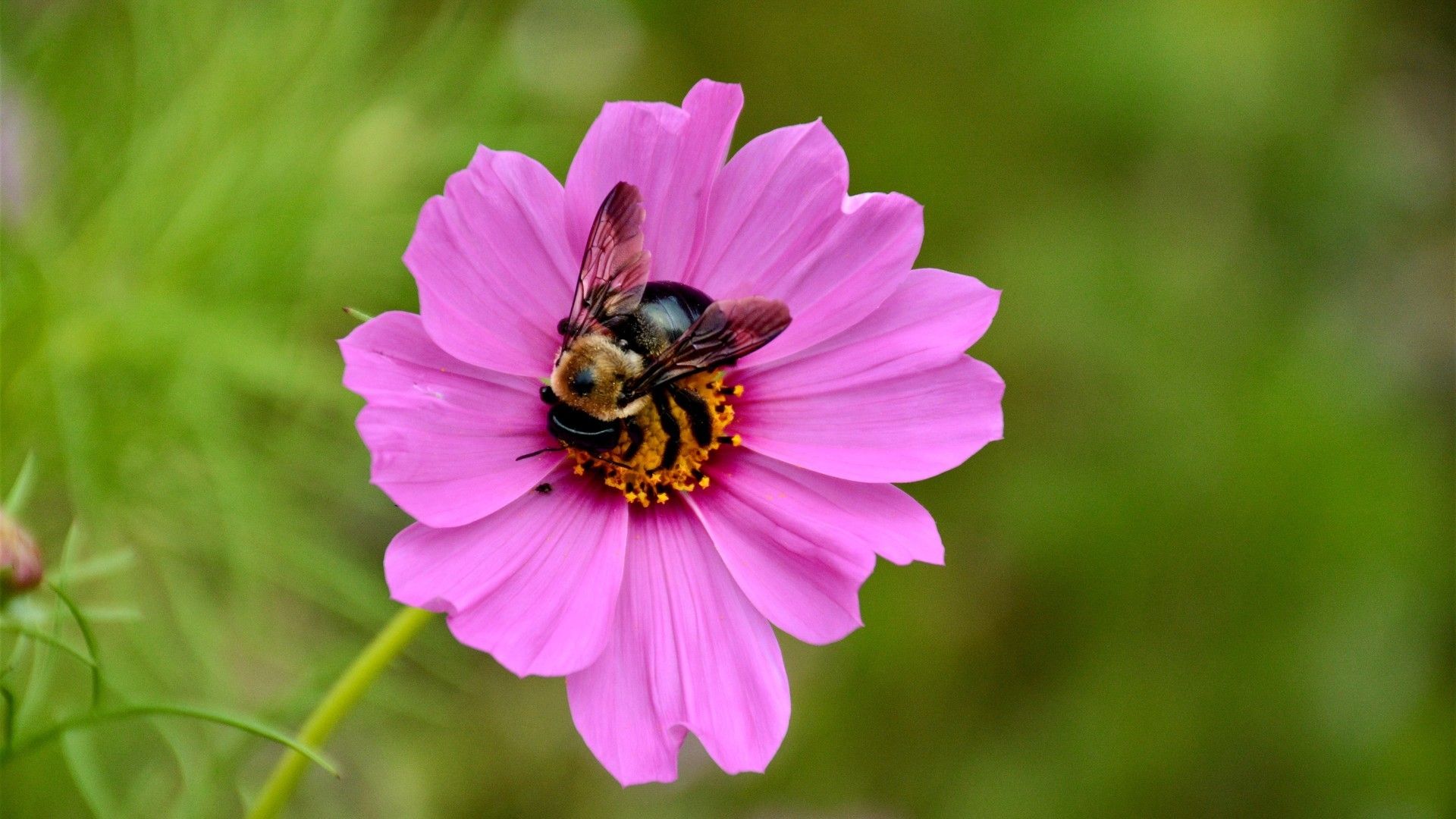 蜜蜂和花高清图片壁纸