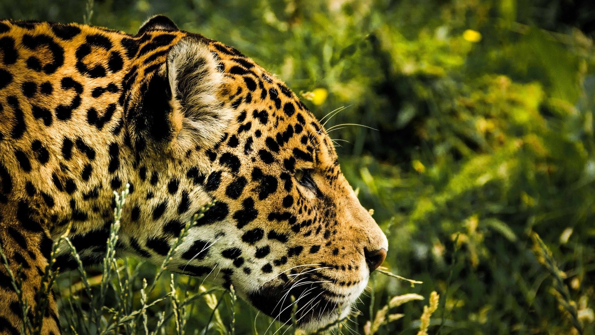 世界上跑得最快的陆生动物猎豹矫健身姿