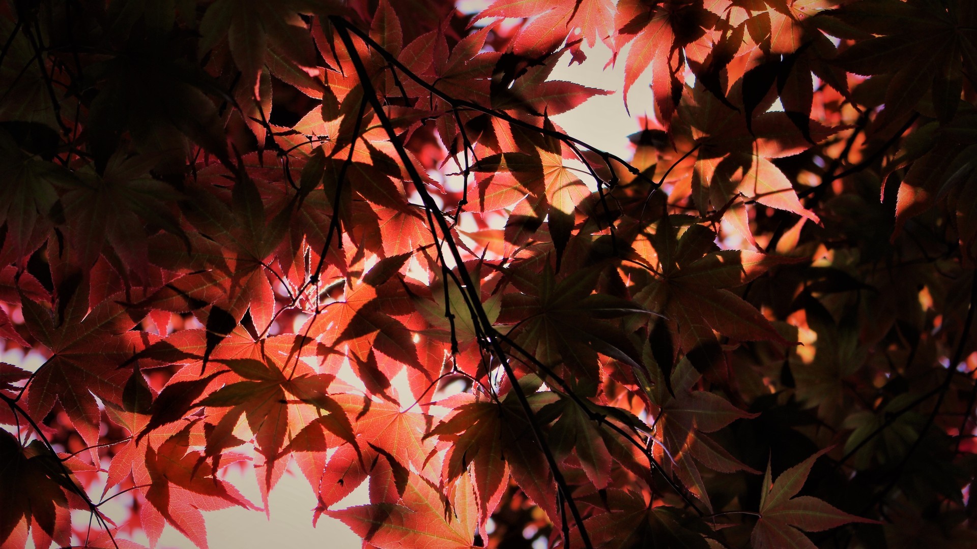 深秋气温渐凉美丽的枫树红叶图片壁纸