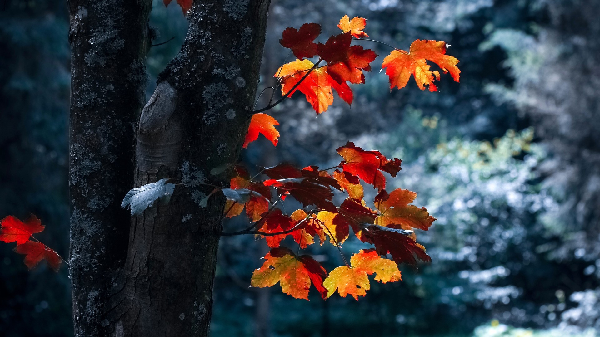 深秋气温渐凉美丽的枫树红叶图片壁纸