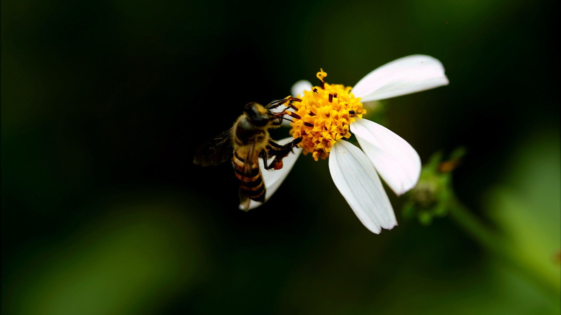 蜜蜂和花高清图片壁纸