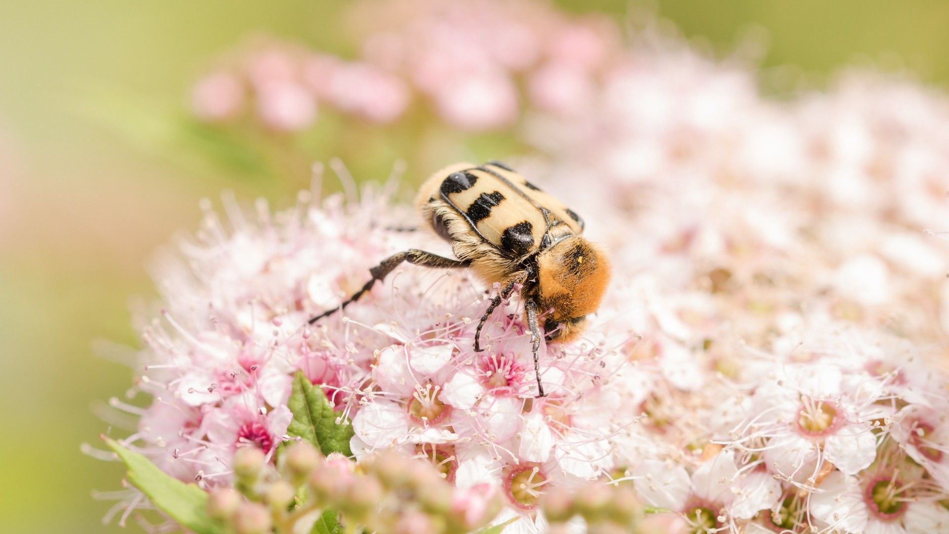 蜜蜂和花朵微距系列图片