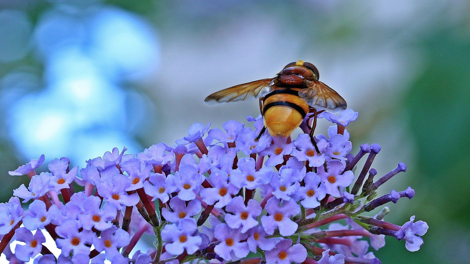 蜜蜂和花朵微距系列图片