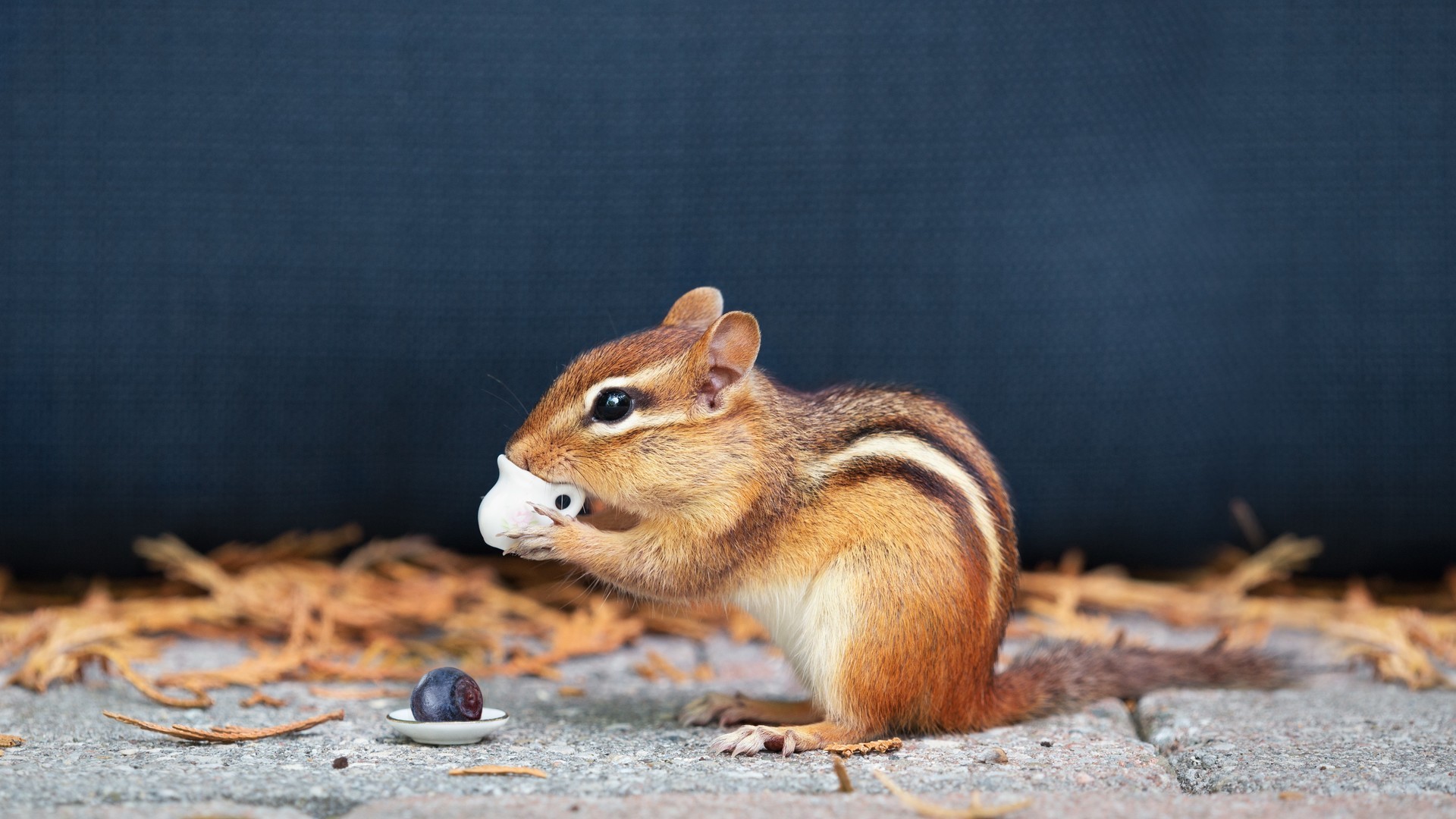 呆萌可爱的小松鼠手握小水杯野外高清桌面壁纸