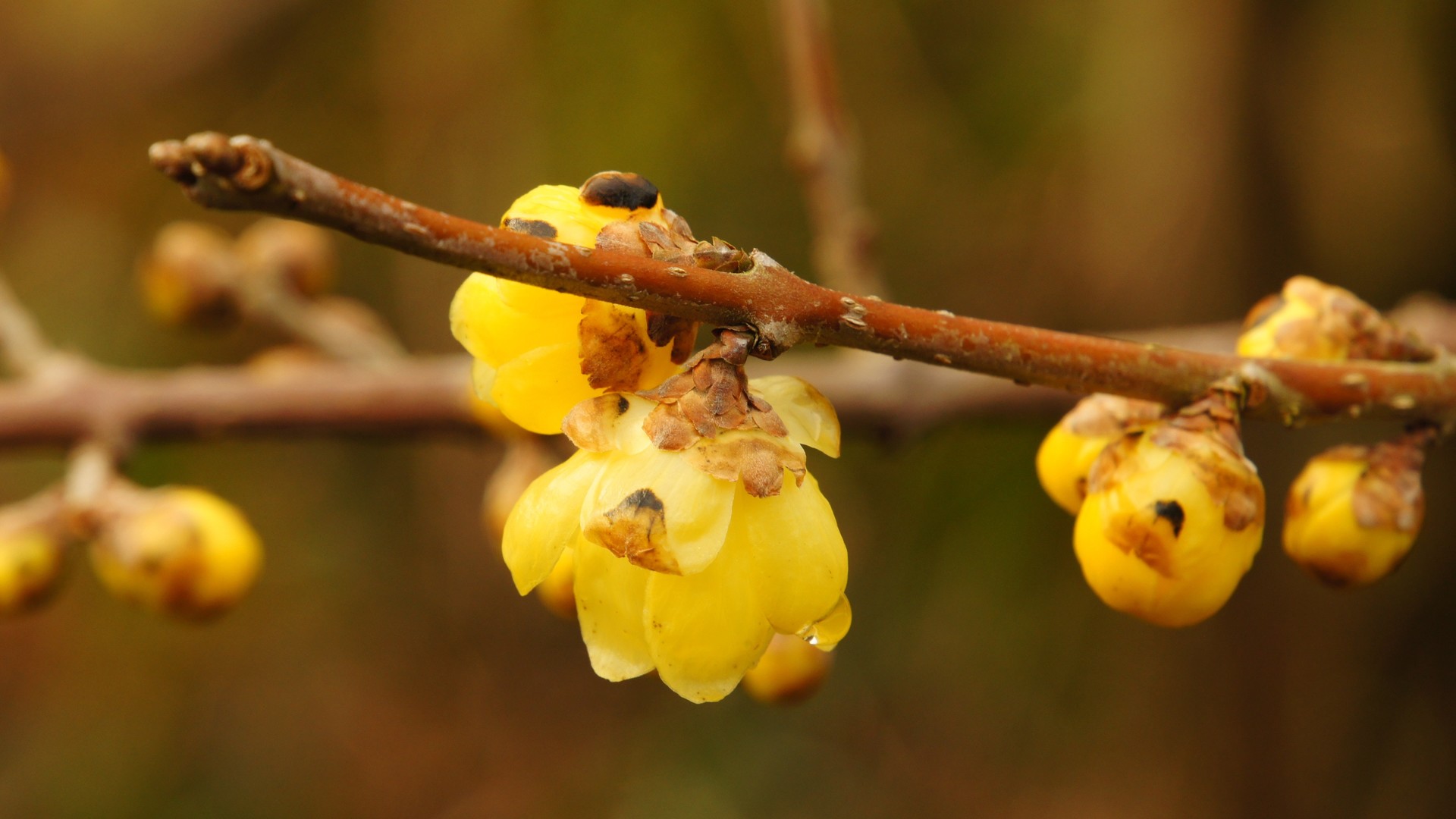 多品种小黄花唯美系列高清图片