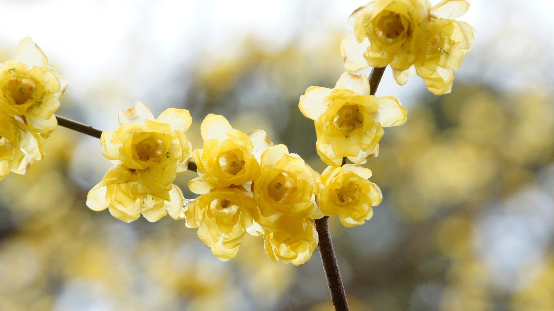 多品种小黄花唯美系列高清图片