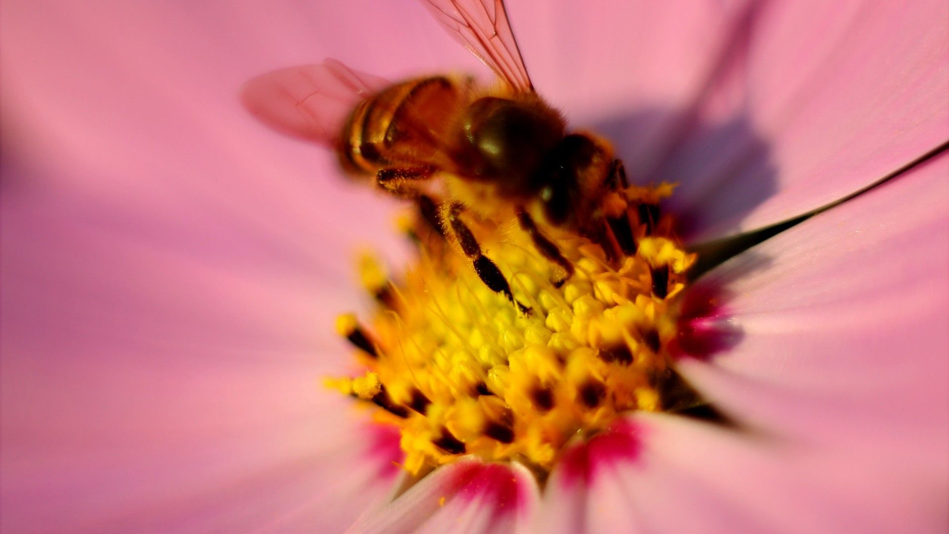 蜜蜂和花朵微拍系列图片