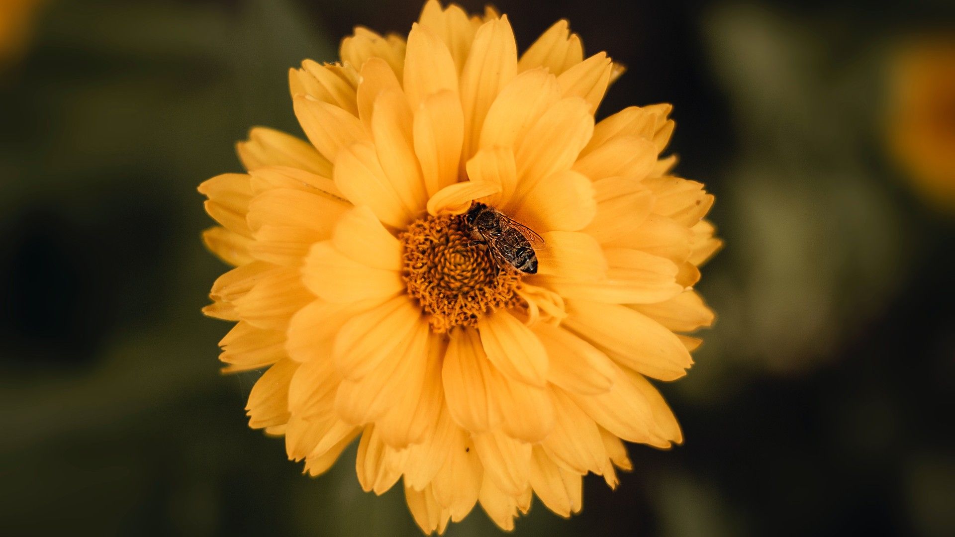 蜜蜂和花朵微拍系列图片