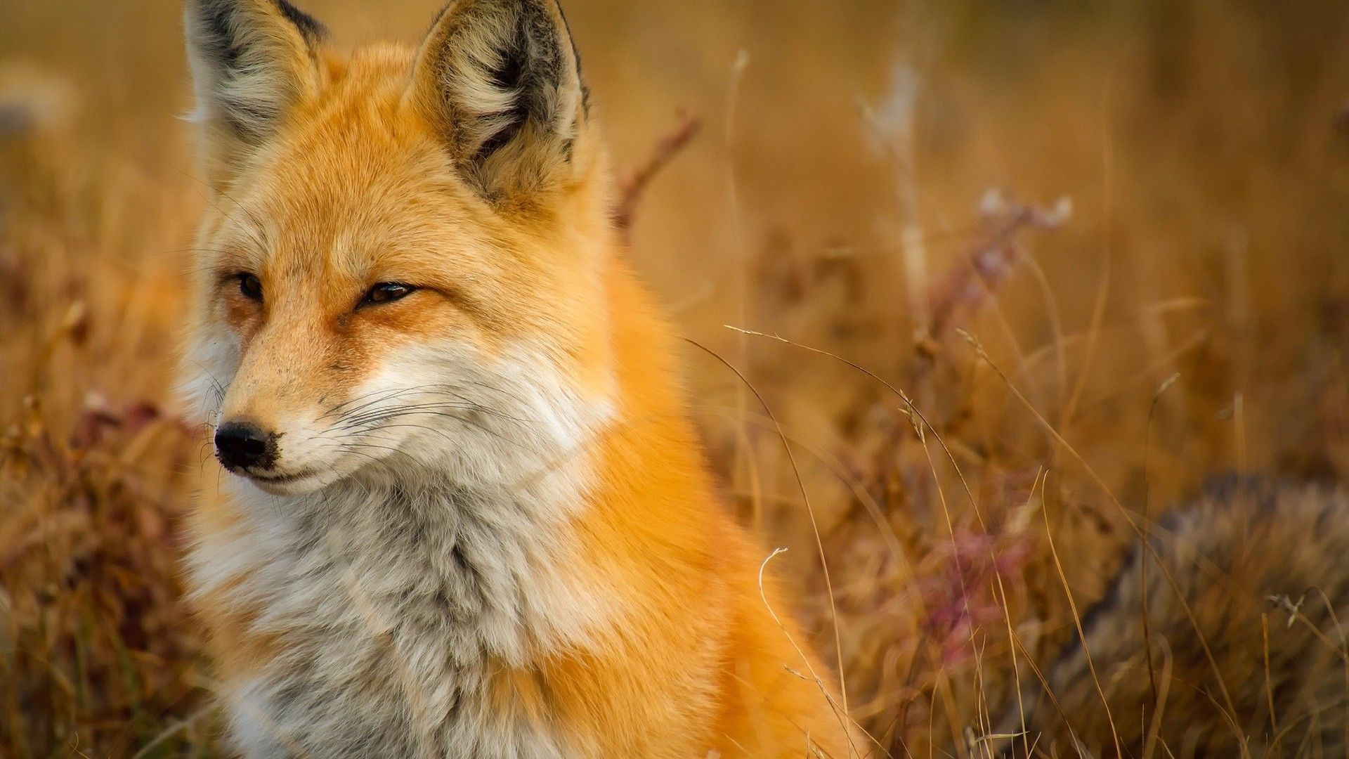 智商最高的动物狐狸十分狡猾高清壁纸