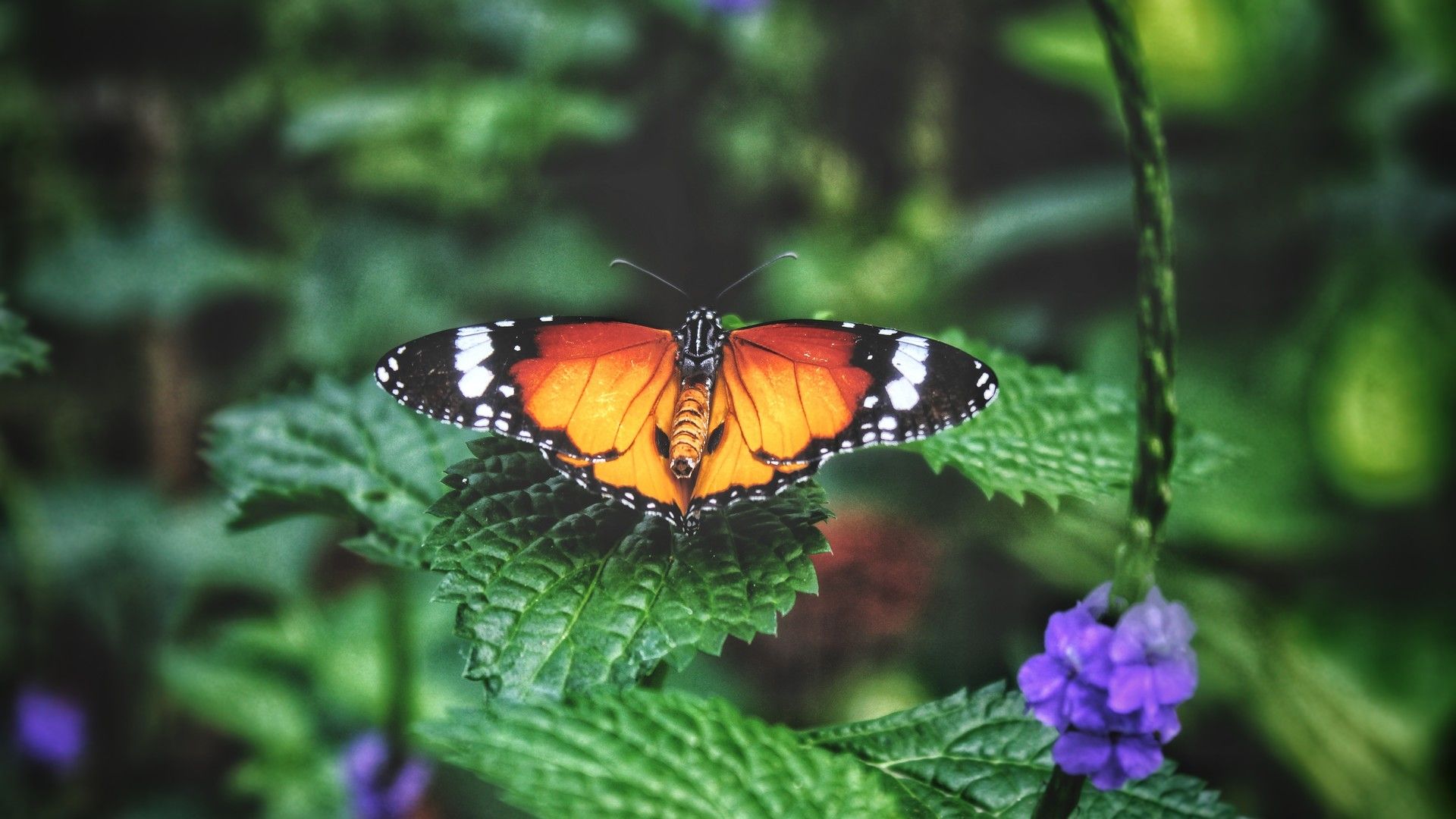 美丽的蝴蝶扇动漂亮翅膀微距摄影图片