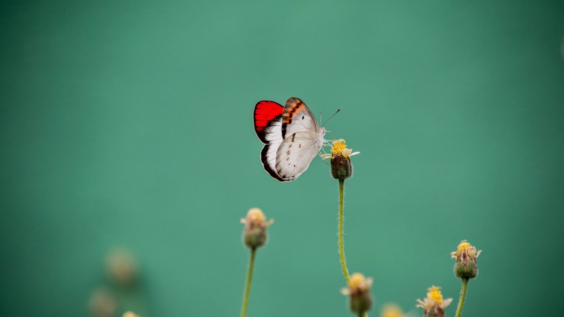 美丽的蝴蝶扇动漂亮翅膀微距摄影图片