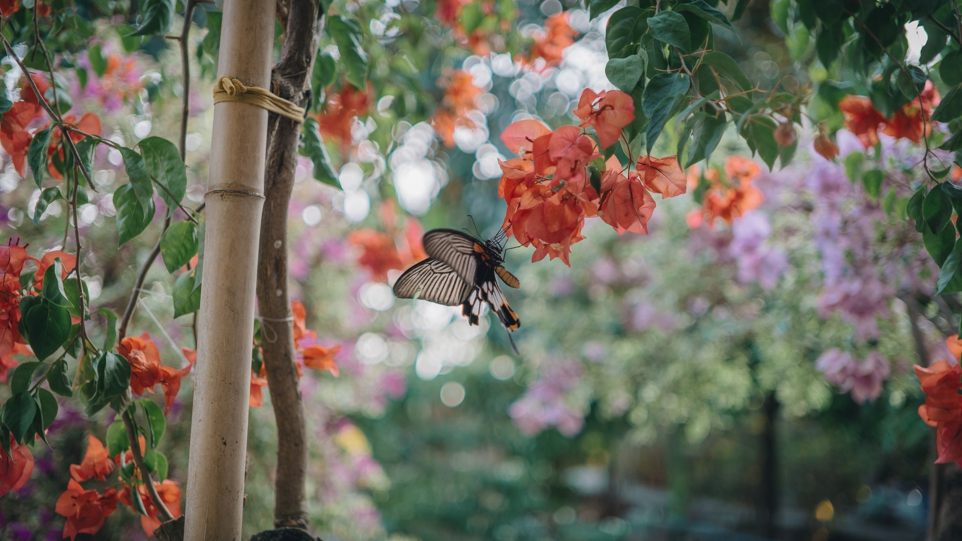 蝴蝶和花朵高清微距摄影壁纸