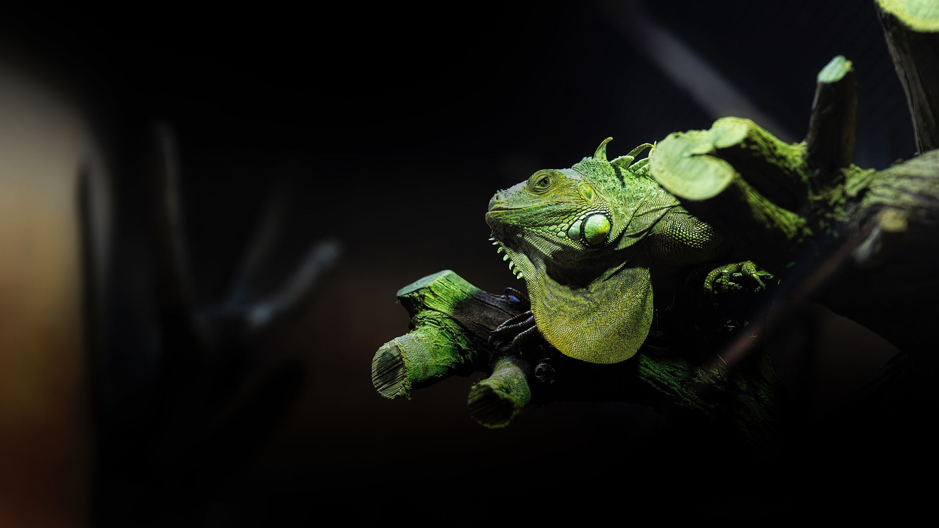 冷血爬虫类动物蜥蜴高清摄影图片