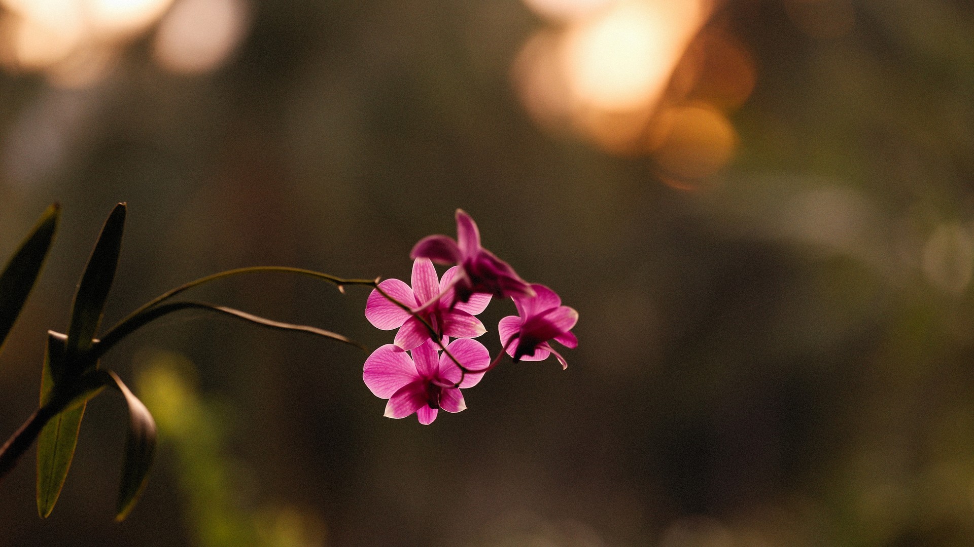 野外微距拍摄美丽的小花