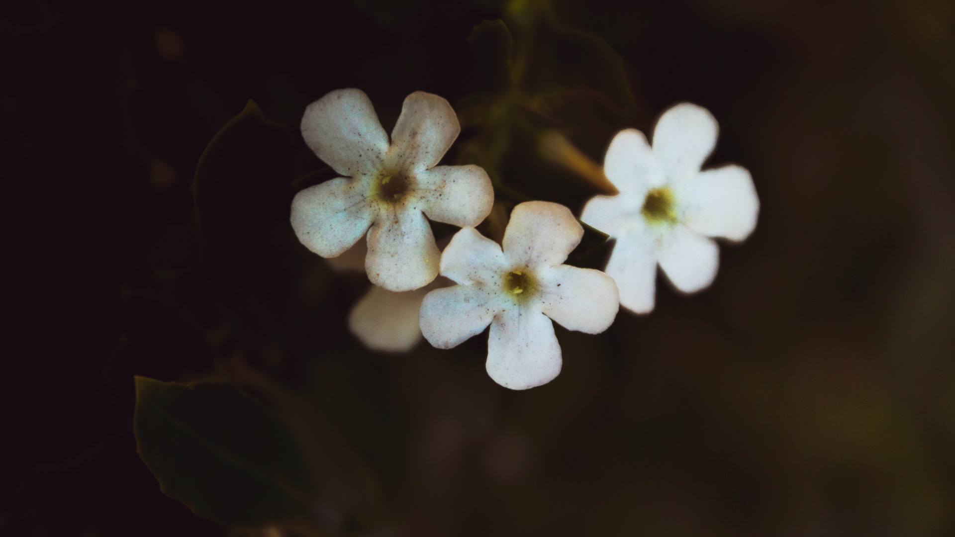 低角度微距拍摄多种花朵唯美系列高清大图