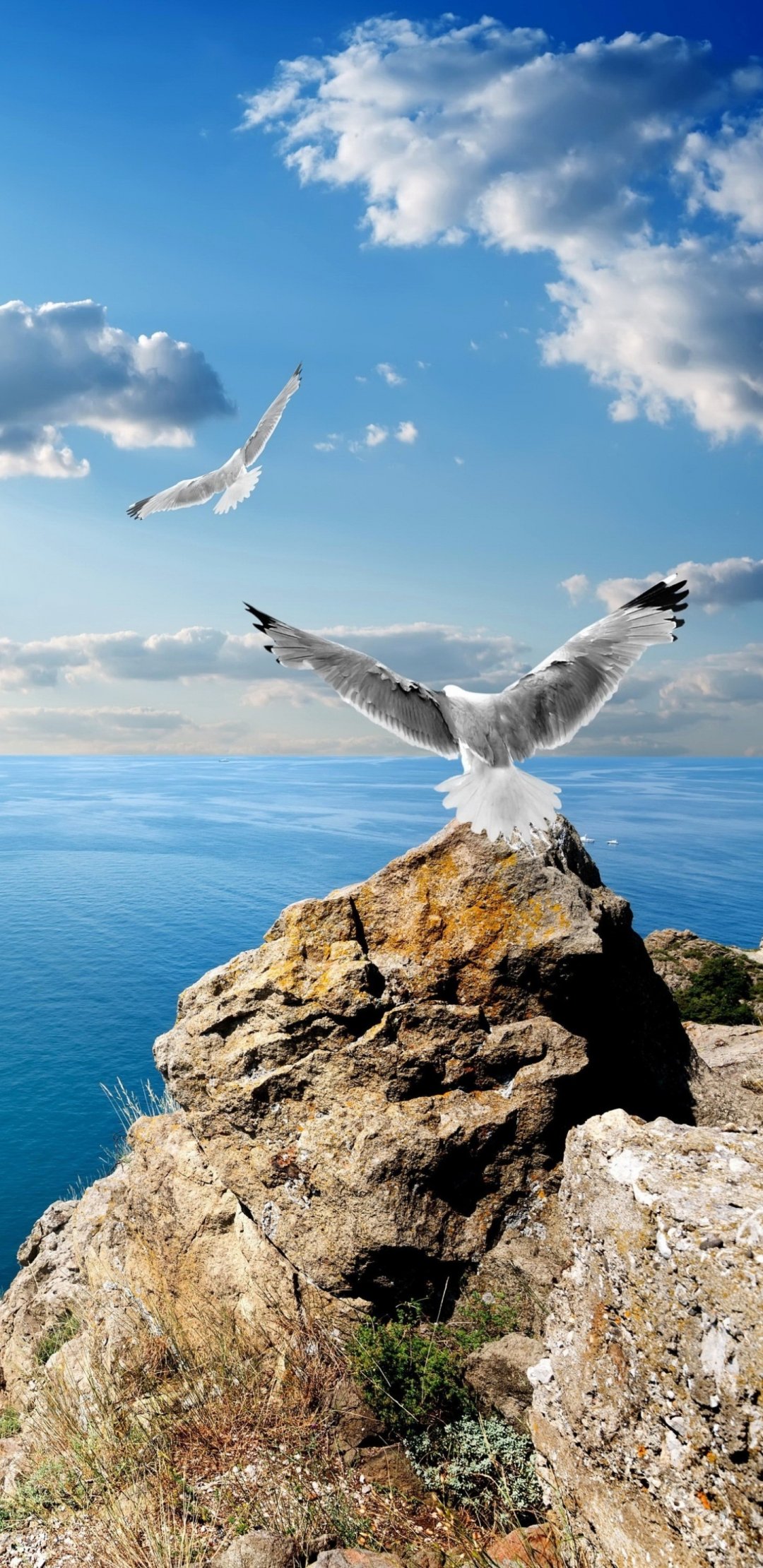 蓝天白云的大海边Seagull海鸥自由飞翔