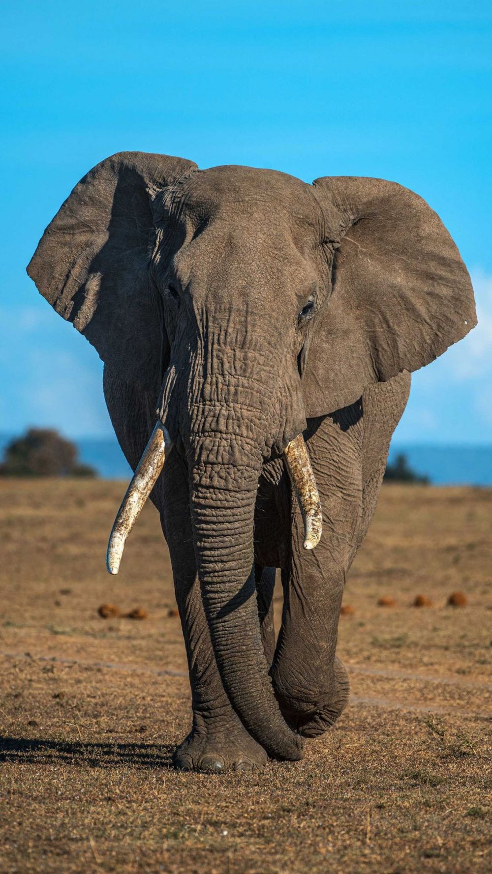 荒野平原行走的野生动物大象