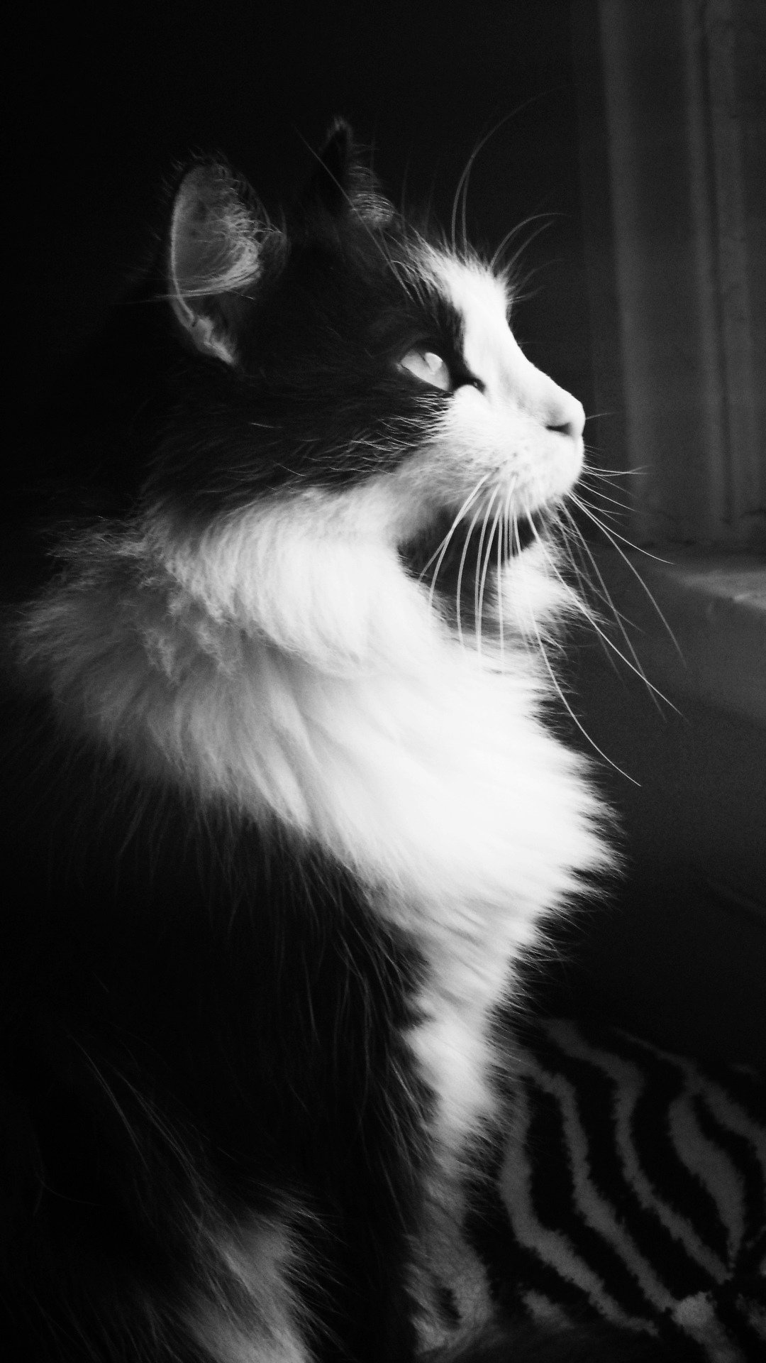 黑白风格的猫咪