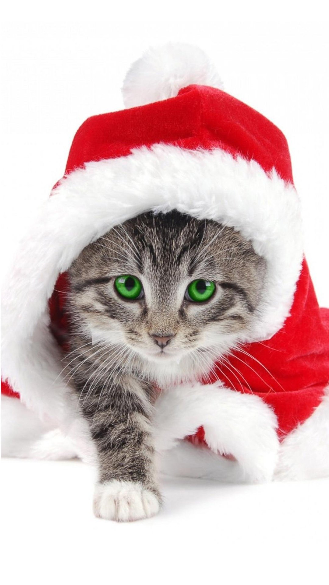 克劳斯猫圣诞节头载红色圣诞帽